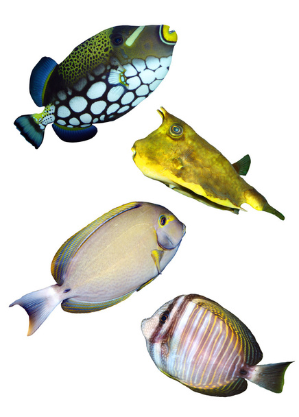 Tropical reef fishes - 写真・画像