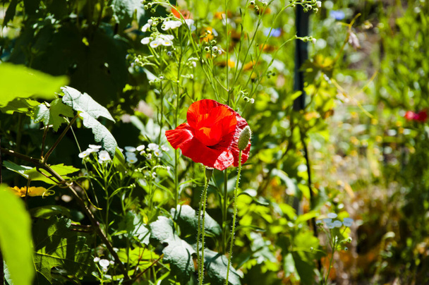 Doğal ilaçlar. Kırmızı gelincik çiçeği. Unutmayalım diye. Haşhaş Uluslararası Anma Günü. Anzak Günü. Acıyı dindirmek için haşhaş tohumu. Yaz doğa güzelliği. Bahar geliyor. parlak kırmızı gelincik çiçeği. - Fotoğraf, Görsel