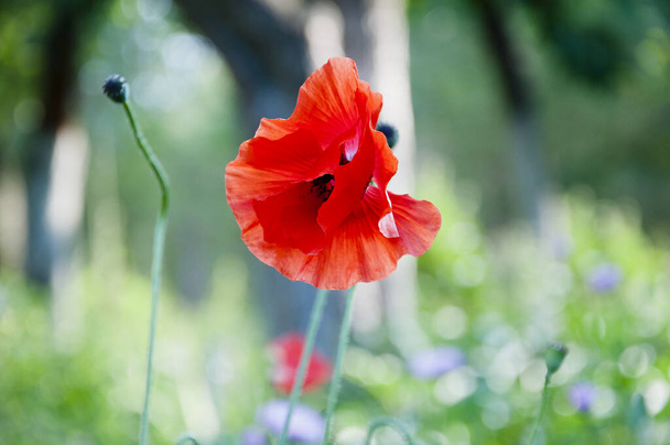 花屋だ。ケシ。国際記念日の象徴。春が来る。赤いケシの花。アナザック・デイ。痛みを和らげるためのケシの種。夏の自然の美しさ。赤いケシの花。忘れないように. - 写真・画像