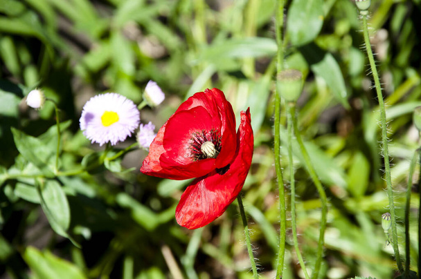 Ópiummák. nyári természet szépsége. Poppy vagyok. a Nemzetközi Emlékezet Napjának szimbóluma. Közeleg a tavasz. élénk vörös mákvirág. Vörös mákvirág. Anzac napja. magvak a fájdalom enyhítésére. - Fotó, kép