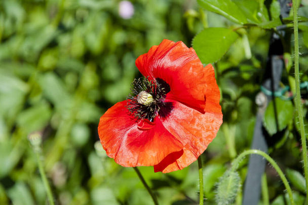 ecology. Anzac Day. poppy seeds to relieve pain. summer nature beauty. Poppy. symbol of International Day of Remembrance. red poppy flower. Lest We forget. spring is coming. bright red poppy flower. - Photo, Image
