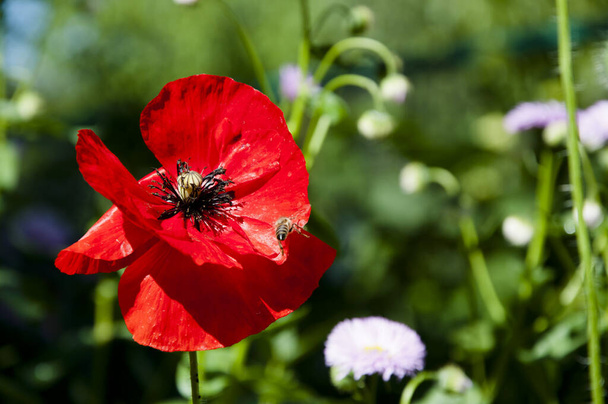 landscape. symbol of sleep, peace, and death. drugs. beauty of spring and summer nature. opium flower. poppy of wartime remembrance. red poppy flower. Poppy seeds contain morphine and codeine. - Photo, Image