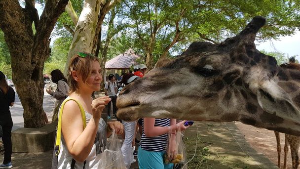 Thailand, Pattaya 23,08,2018 Zoo visitors feed giraffes - Фото, зображення