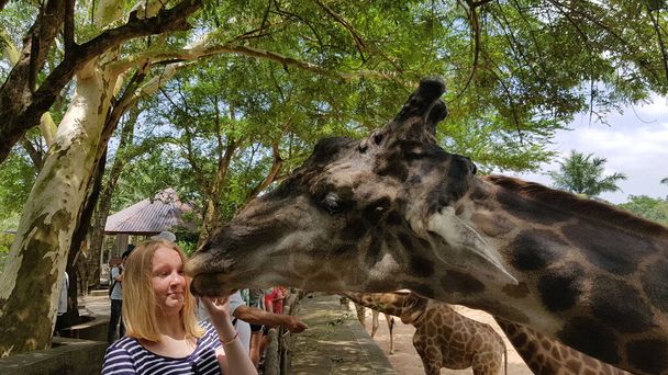 Thailand, Pattaya 23,08,2018 Zoo visitors feed giraffes - Фото, изображение