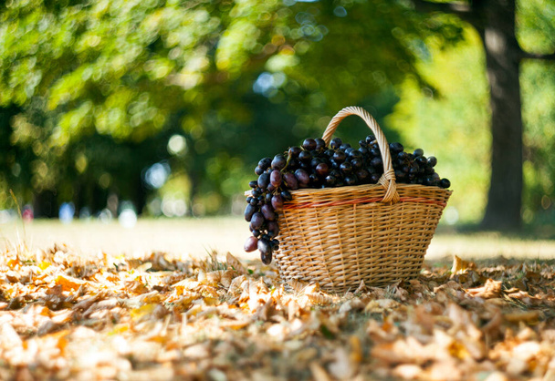 Sonbahar ormanındaki sepetin orada koyu üzümler. Bokeh geçmişi. Sonbahar ve Eylül Hasat kavramı. - Fotoğraf, Görsel