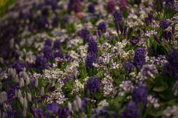 Kaunis tausta kukkivat krookus, sinikelloja ja primula kukkapenkkiin
 - Valokuva, kuva