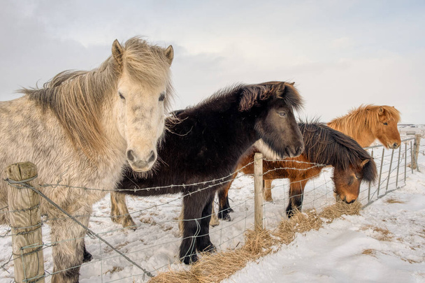 Caballos islandeses en mirador de invierno
 - Foto, Imagen