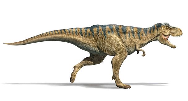 T-rex dinosaurus loopt. Fotorealistische 3d illustratie zijaanzicht. Op witte achtergrond. Inclusief knippad. - Foto, afbeelding