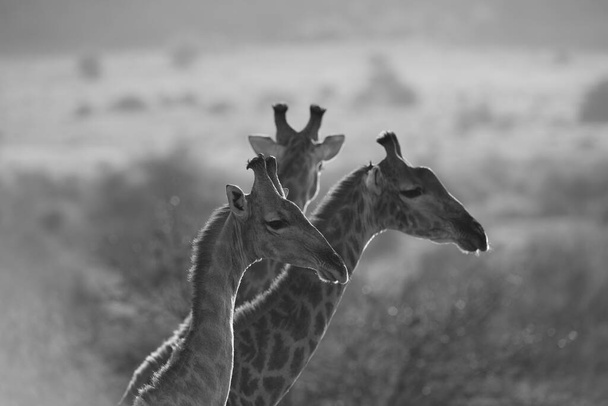 Jirafas en el desierto de África
 - Foto, Imagen