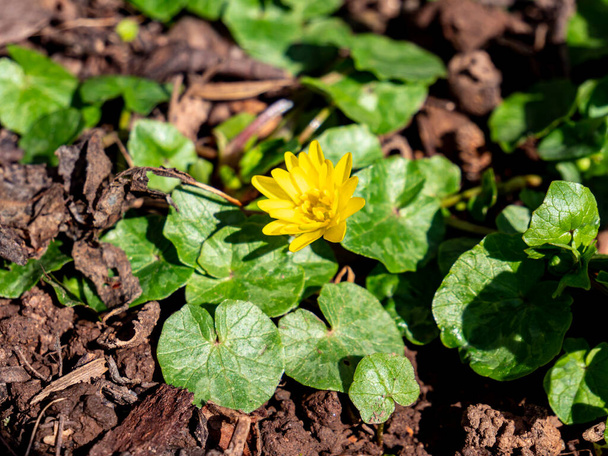 Fleur de célandine jaune au printemps
 - Photo, image