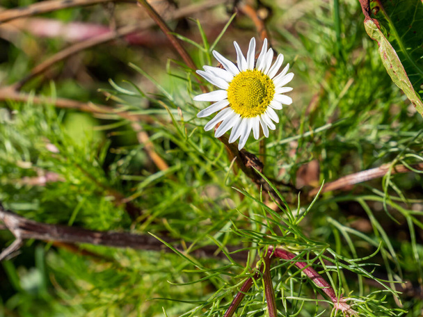 Field camomile flowers in spring - Photo, Image
