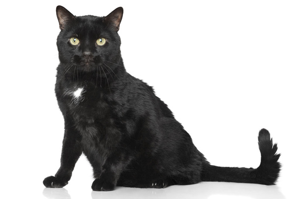 gato negro sobre fondo blanco - Foto, Imagen