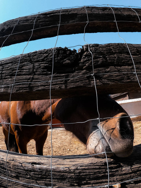 Horse in a stable. Brown horse under a clear day. - Photo, Image