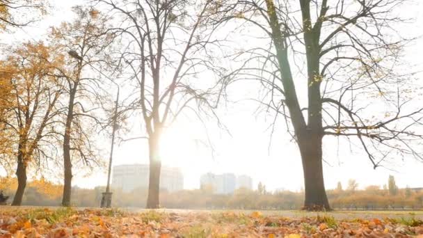 Beautiful autumn landscape. Yellow leaves with sunbeams of light. Slow motion - Záběry, video