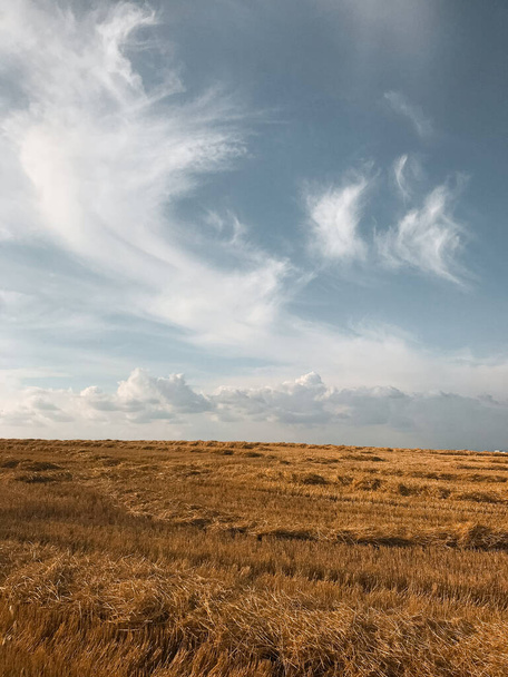 Пшеничное поле под голубоватым небом
. - Фото, изображение