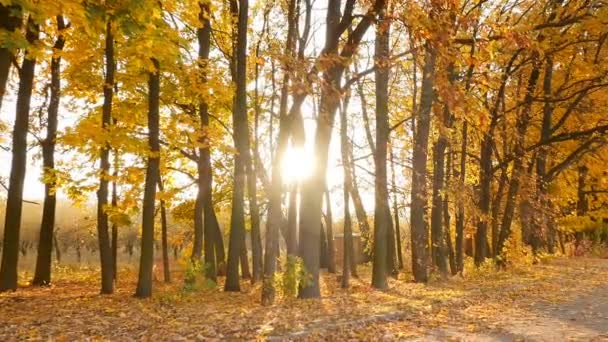 The sun shines through the autumn trees in the forest. Camera in motion - Video