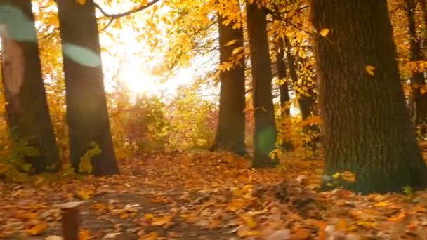 Squirrel runs through the autumn forest. Suns rays shine brightly through the leaves. Slow motion - Πλάνα, βίντεο