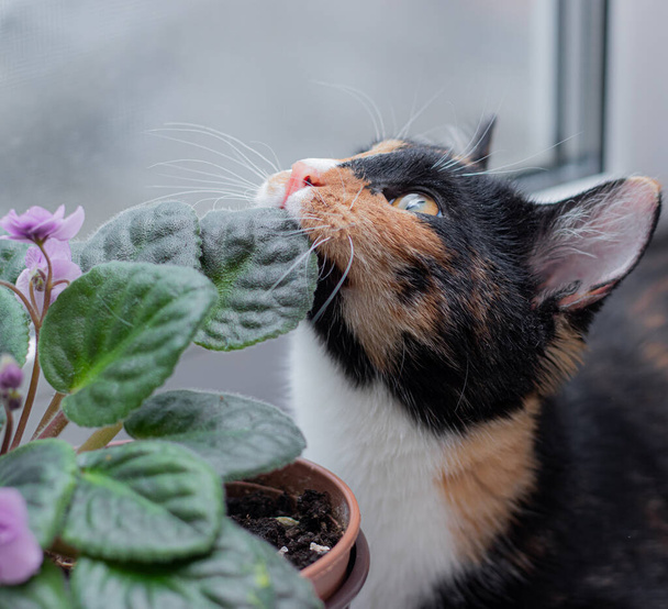 Кіт і домашня квітка в горщику. Нерлінг. Стаття про тварин та домашні квіти. Зашкодить мені квіти для котів. Триколорський кіт
 - Фото, зображення