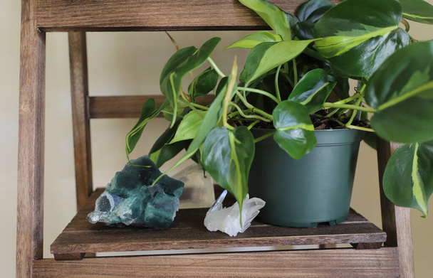 Ξύλινο ράφι με φυτά εσωτερικού χώρου και διαφορετικό κρύσταλλο. Συνέπεια εσωτερικής και απαλλαγμένης από άγχος ζώνης - Φωτογραφία, εικόνα