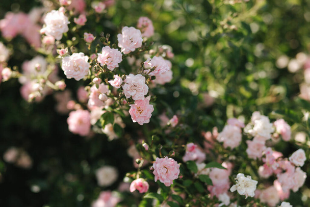 Schöne Blumen am Hochzeitstag. Rose und grüne Blätter - Foto, Bild