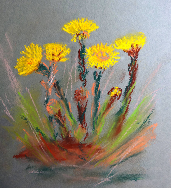 color pastel dibujo amarillo primavera coltsfoot flores sobre fondo gris
 - Foto, Imagen