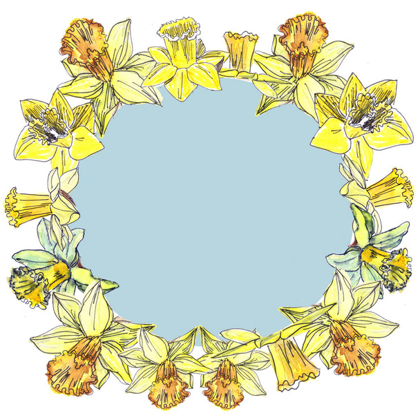 drawn wreath of watercolor tender spring yellow daffodils on a white background with a light blue middle - Foto, imagen