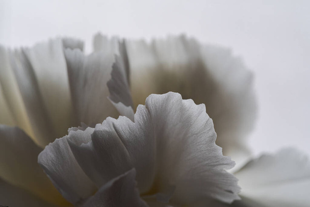 Beyaz çiçek yapraklarının ayrıntıları ve dokuları, beyaz karanfil, Dianthus caryophyllus, doğal ışık ve makro fotoğrafla aydınlatılmış. - Fotoğraf, Görsel