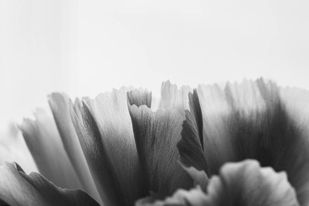black and white image of details and textures of white flower petals, white carnation, Dianthus caryophyllus, illuminated with natural light, macro photography - Фото, изображение