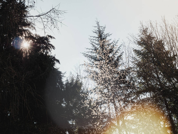 Sol vindo através do grande pinheiro
 - Foto, Imagem