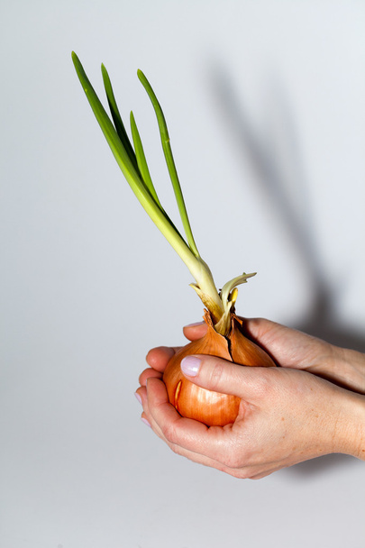 Hand holding onions - Foto, Imagen