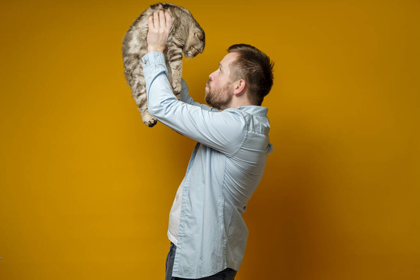 Cuidando propietario levantó su excitado gato Scottish Fold por encima de la cabeza y habla con ella, tratando de calmarlo. Concepto de amor por las mascotas
. - Foto, Imagen