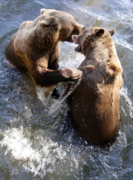 dwa niedźwiedzie - Zdjęcie, obraz