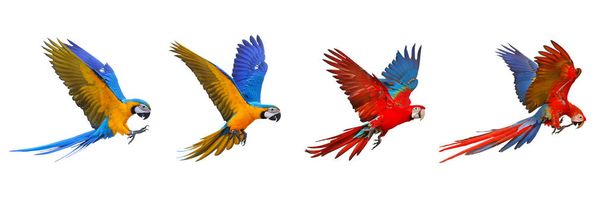 Renkli papağanlar bembeyaz uçuyor. - Fotoğraf, Görsel
