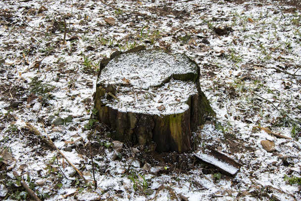 Un tocón negro bajo en el bosque está cubierto con la primera nieve blanca. La llegada del invierno a Europa
 - Foto, imagen