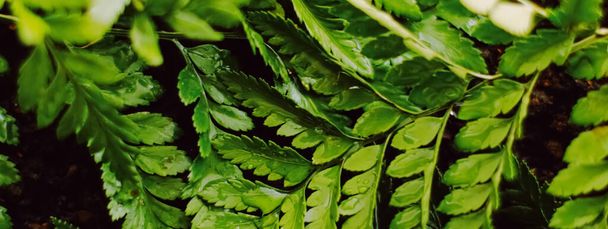 Tropical plant leaves in garden as botanical background, nature and environment - 写真・画像