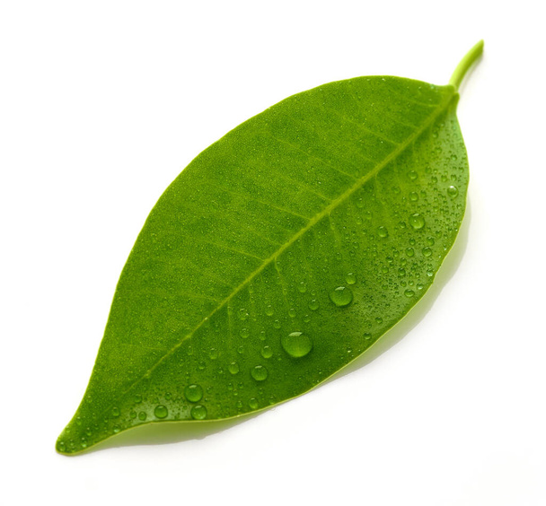 νωπά φύλλα σε υγρή μορφή που απομονώνονται σε λευκό φόντο - Φωτογραφία, εικόνα