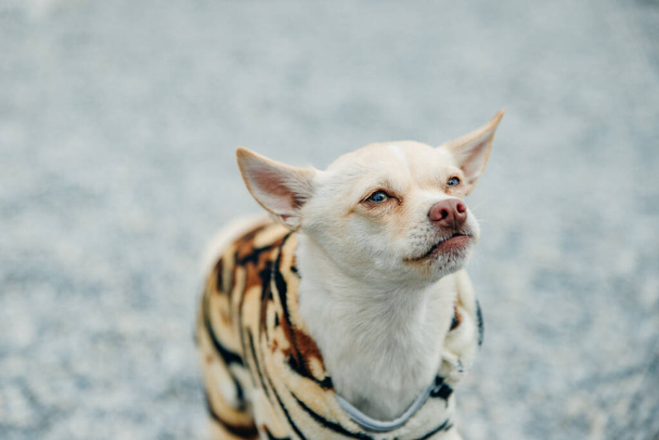 Chihuahua cachorro vestindo terno tigre amarelo
. - Foto, Imagem