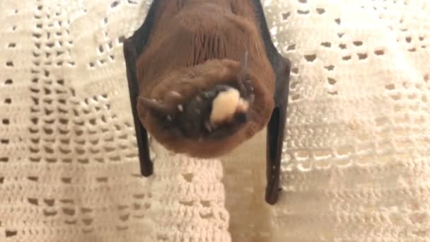 Fledermaus hängt am Vorhang und frisst den Wurm - Filmmaterial, Video