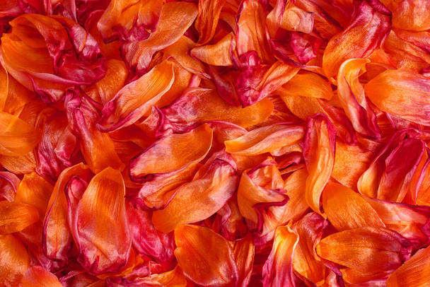 Absztrakt fotózás. Szerves textúra. Virág háttér. Sárga és vörös lehullott tulipán szirmok - Fotó, kép