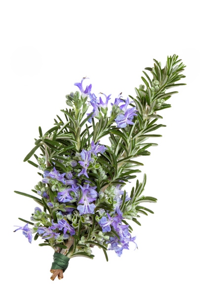 Rosemary Herb in Flower - Photo, Image