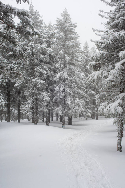 snow-covered, coniferous, white forest, after a night of snowfall and a waving path among fir trees - Photo, image