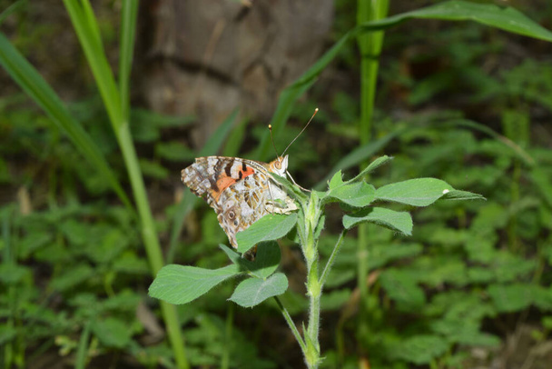 czerwony pomarańczowy motyl na kwiat ogród natura owad zwierzę - Zdjęcie, obraz