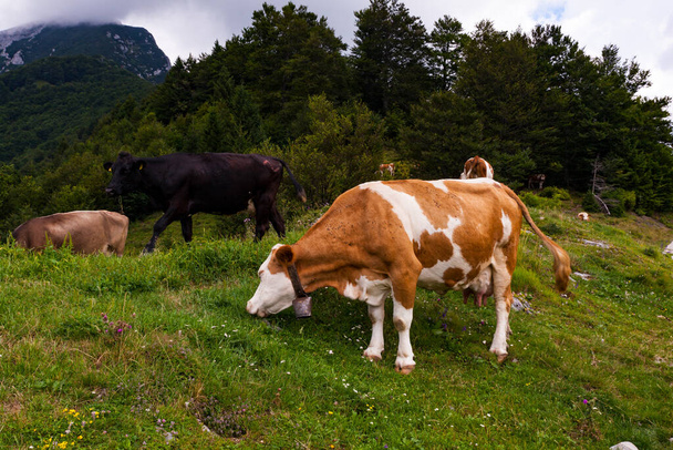 Krowy wypasane po przeniesieniu w schronisku górskim o nazwie Planina Kuk, Tolmin. Słowenia - Zdjęcie, obraz