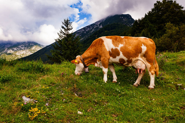 Cow grazing after the transhumance in the mountain hut called Planina Kuk, Tolmin. Slovenia - Foto, Imagem