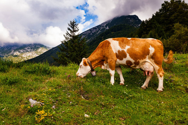 Cow grazing after the transhumance in the mountain hut called Planina Kuk, Tolmin. Slovenia - Φωτογραφία, εικόνα