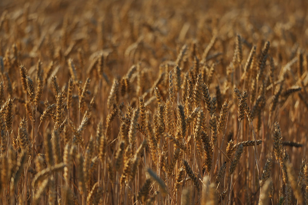 Buğday tarlası - Fotoğraf, Görsel