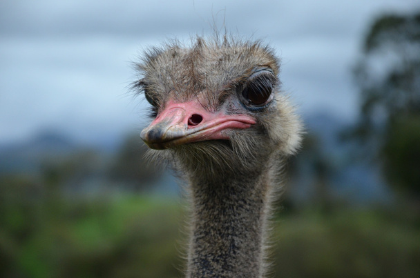 özenli devekuşu - Fotoğraf, Görsel