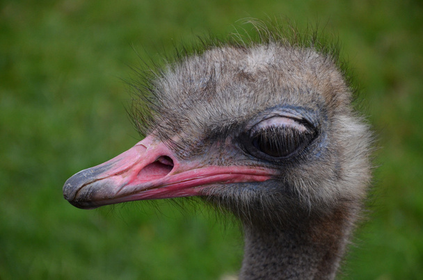 cute ostrich - 写真・画像