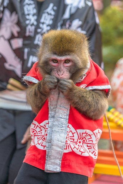 Παραδοσιακή ιαπωνική επίδειξη της Sarumawashi, όπου μια μαϊμού κάνει ακροβατικά κόλπα μπροστά σε άλογα και βόδια για να τους προστατεύσει από ασθένειες στα ιερά Tenjin αφιερωμένο στο Sugawara no Michizane. - Φωτογραφία, εικόνα