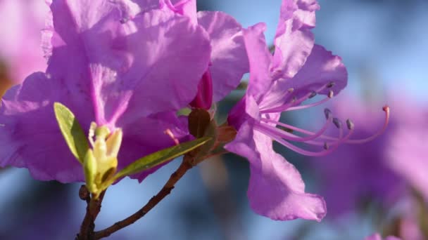 Růžové květy rododendronu na jaře - Záběry, video